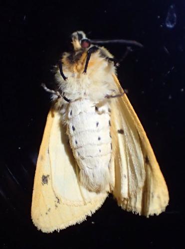 Spilosoma lutea